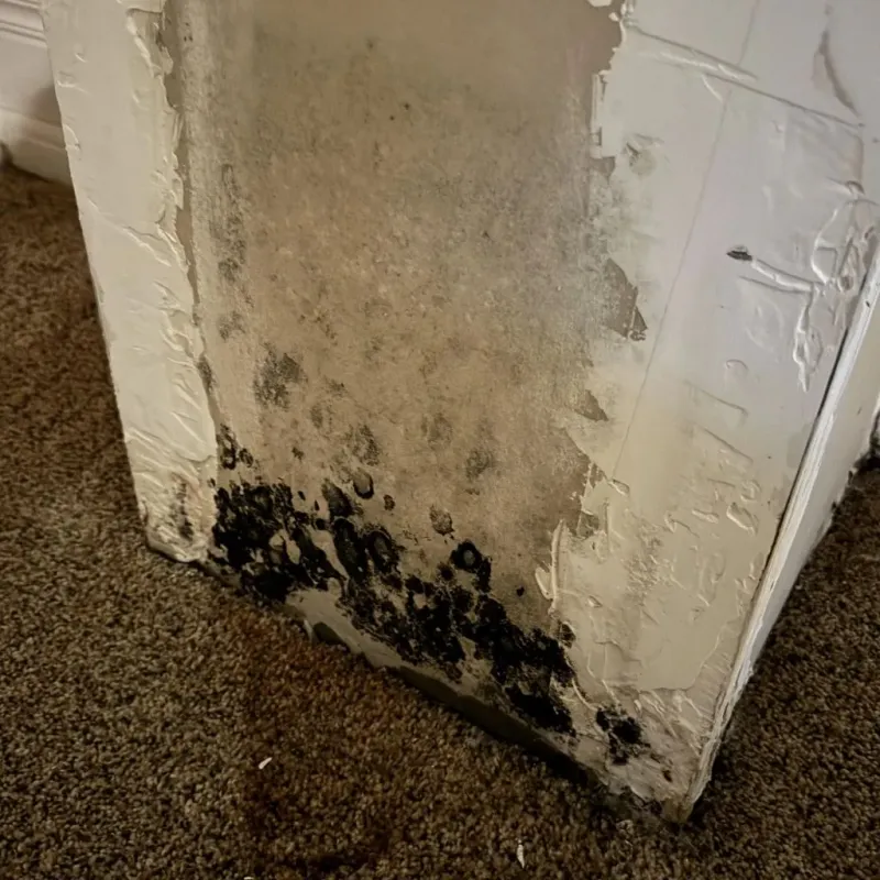 Professional Mold Removal in Braddock, PA
